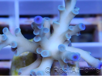 Blue Icefire Morphe 1 Acropora echinata