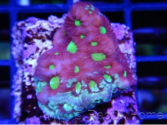 Favites WarCoral ultra S