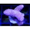 Spathulata Pink Acropora