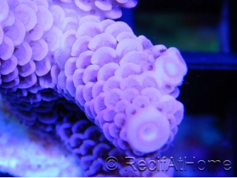 Spathulata Pink Acropora