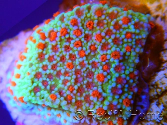 Montipora Flower Power S