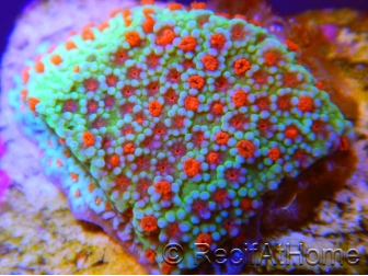 Montipora Flower Power S