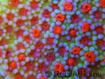 Montipora Flower Power S