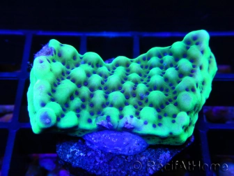 Montipora palawanensis AppleBerry