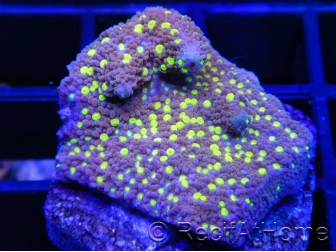 Montipora Habanero