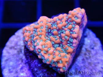 Montipora Mystic