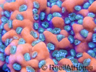 Montipora Mystic