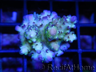 WYSIWYG-Acropora AE2