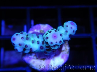 WYSIWYG-Acropora Sarmentosa pink nipple AF1