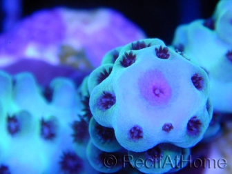 WYSIWYG-Acropora Sarmentosa pink nipple AF1