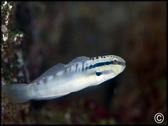 Amblygobius bynoensis