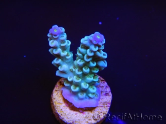 Acropora sp  SouthNorth