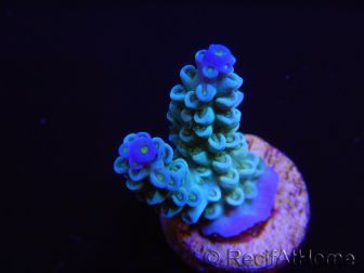 Acropora sp  SouthNorth