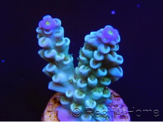 Acropora sp  SouthNorth