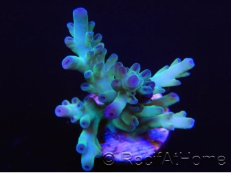 Acropora sp Freezer