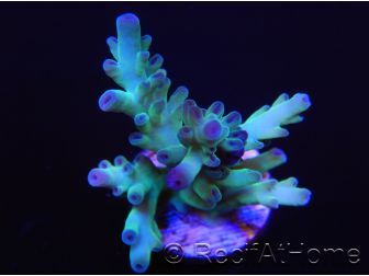 Acropora sp Freezer