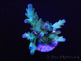 Acropora sp Freezer