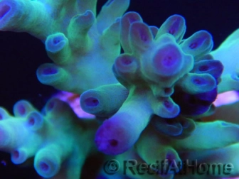 Acropora sp Freezer