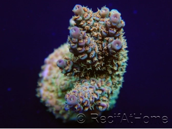 Acropora sp A. Green Meadow 