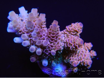 Acropora Hyacintus pink