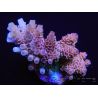 Acropora Hyacintus pink