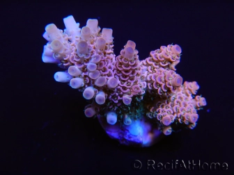 Acropora Hyacintus pink