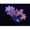 Acropora Hyacintus pink