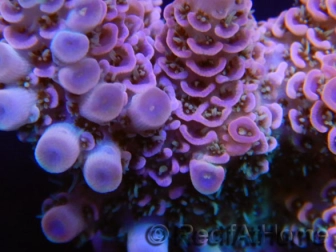 Acropora Hyacintus pink