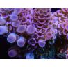 Acropora Hyacintus pink