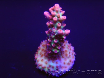 Acropora microclados Strawberry Shortcake 