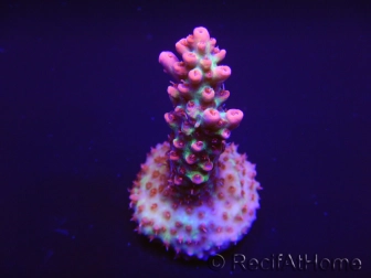 Acropora microclados Strawberry Shortcake 