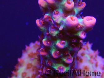 Acropora microclados Strawberry Shortcake 