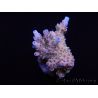 Acropora sp Pink hairy monster