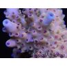 Acropora sp Pink hairy monster