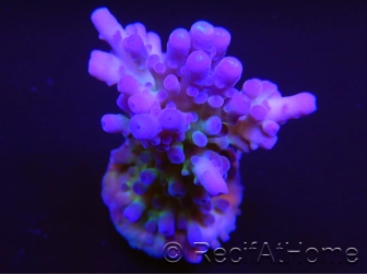 Acropora tortuosa tricolor 