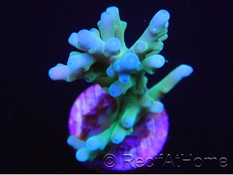 Acropora Turaki hawkins