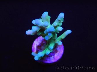 Acropora Turaki hawkins