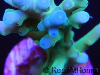 Acropora Turaki hawkins