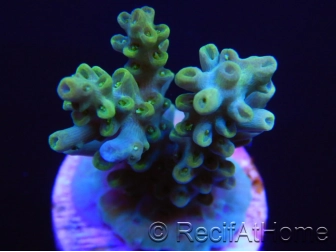 RAH Acropora sp Kickass