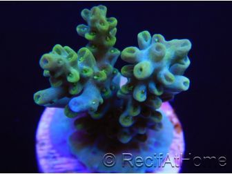 RAH Acropora sp Kickass