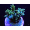 RAH Acropora sp Kickass