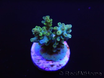 RAH Acropora sp Kickass