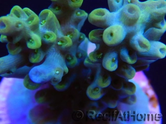 RAH Acropora sp Kickass