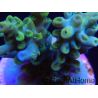 RAH Acropora sp Kickass