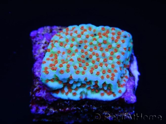 Montipora Grinch