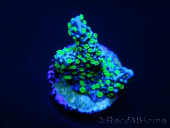 Montipora Hulk ultra Sp