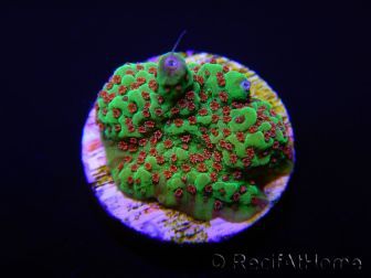 RAH Montipora Raspberry pie 