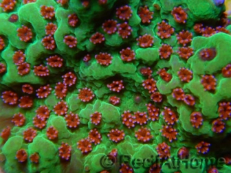 RAH Montipora Raspberry pie 