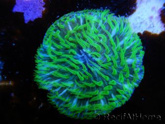 Fungia Green Tentacle M