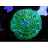 Fungia Green Tentacle M